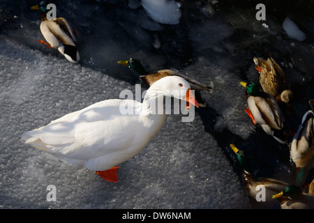 White Embden Goose with blue eyes and Mallard ducks in icy water of Lake Ontario Toronto Stock Photo