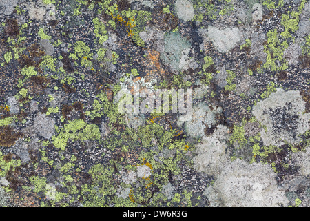 Lichen textures Stock Photo