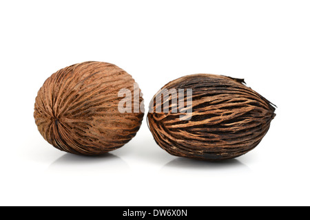 Cerbera odollam seed Stock Photo