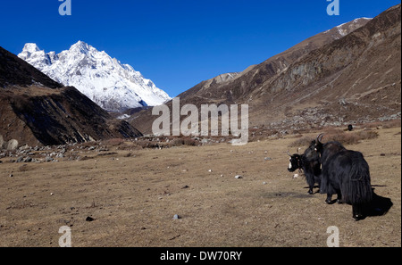 Yaks grazing in high meadow in the Manaslu region of the Himalaya range in Nepal. Stock Photo