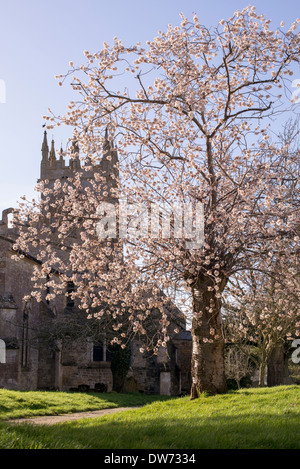 Flowering cherry tree in Somerton church yard. North Oxfordshire, England Stock Photo