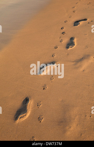 Human footprints and dog paw prints in the sand of beach on Koh Kood, Thailand Stock Photo