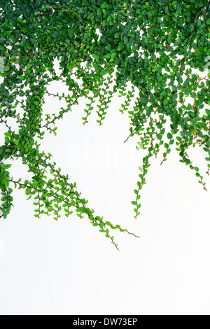 Green Ivy plant isolated on white background Stock Photo - Alamy