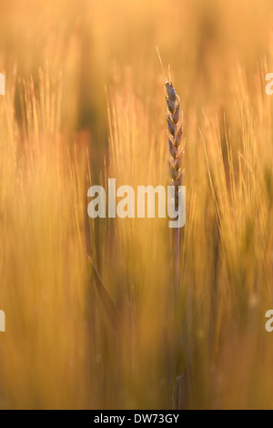 Couch Grass Stock Photo