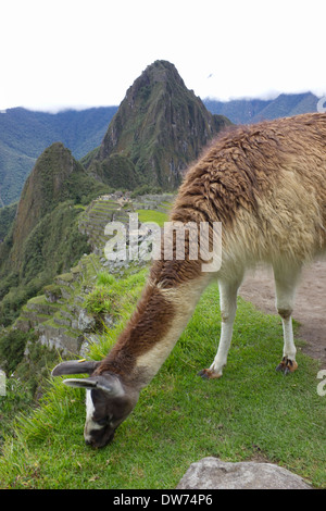 llama at Machu Picchu, Peru Stock Photo