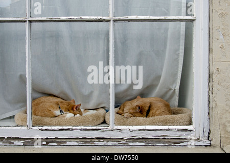 Two large orange cats sleeping on a windowsill. Stock Photo