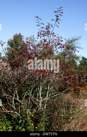 THE HIPS OF ROSA GLAUCA IN AUTUMN. Stock Photo