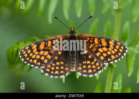 Heath fritillary butterfly, Melitaea athalia Stock Photo