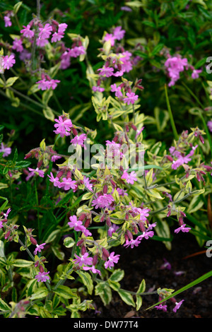silene dioica clifford moor Red campion syn Melandrium rubrum pink flowers flower flowering herbaceous biennial perennial Stock Photo