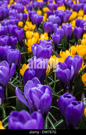 purple and yellow crocuses growing on flowerbed Stock Photo
