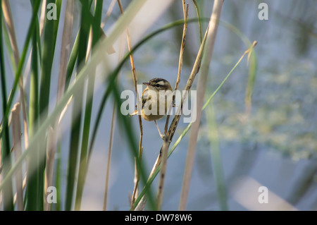 Sedge Warbler (Acrocephalus schoenobaenus) in reeds, Rainham Marshes Nature Reserve London England United Kingdom UK Stock Photo