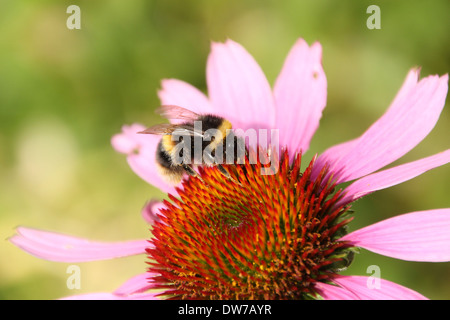 A buff tailed bumble bee feeding on an echinacea flower on a light green background