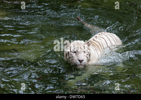 White Bengal Tiger Swimming in Lake Stock Photo