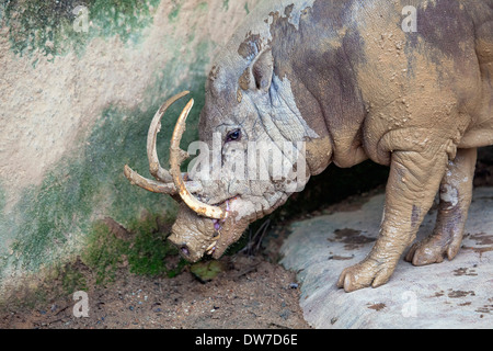 Babirusa Deer-Pig Wild Boar Covered with Mud from Indonesia Closeup Portrait Stock Photo