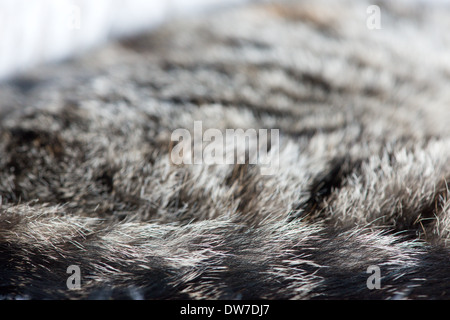 Tabby Cat kitten Stock Photo