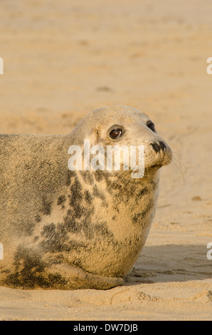 Grey seal [Halichoerus grypus] . Adult female. December. Norfolk. Between Horsey Gap and Winterton Dunes. UK Stock Photo