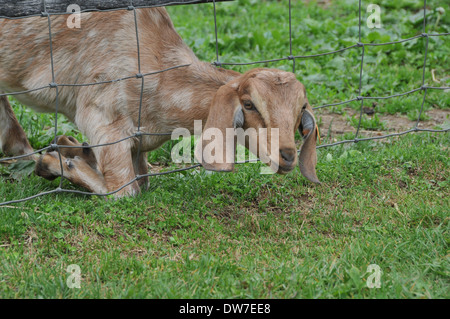 Dairy Goat Mixed Breed Stock Photo