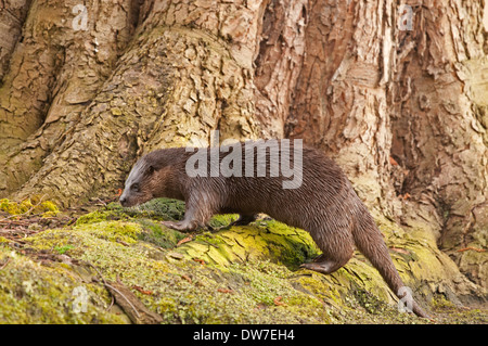 Otter, (lutra lutra), wild female Otter on riverbank at base of tree, Norfolk, March Stock Photo