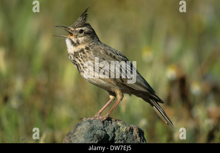 CRESTED LARK (Galerida cristata) adult male perched on rock singing Lesbos Greece
