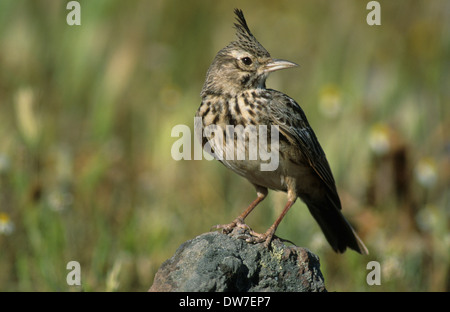 CRESTED LARK (Galerida cristata) adult male perched on rock Lesbos Greece
