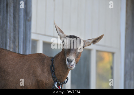 Dairy Goat Mixed Breed Stock Photo