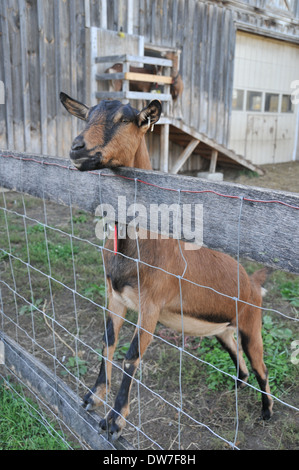 Dairy Goat Mixed Breed Stock Photo