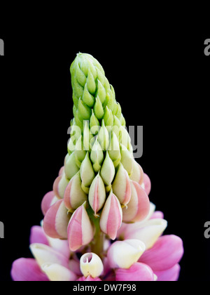 Pink lupin lupinus flower tip detail close-up Stock Photo