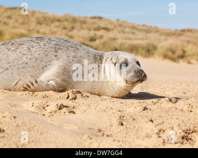 Young seal on the beach near Horsey, in Norfolk, England Stock Photo