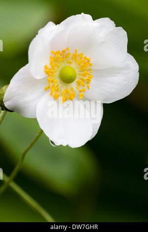Late summer flowering white form of the Japanese anemone, Anemone x hybrida 'Honorine Jobert' Stock Photo