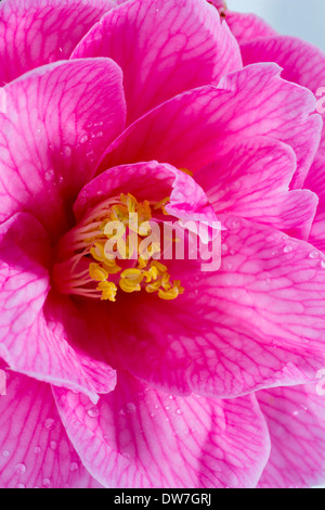 Close up of single flower of Camellia x williamsii ' Donation' Stock Photo