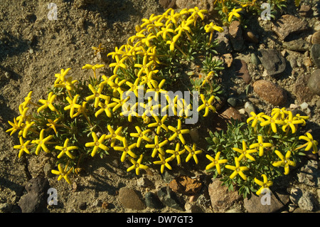 Oreopolus glacialis cushion-plant flowers in Bosque Petrificado José Ormaechea near Sarmiento Patagonia Argentina South America Stock Photo