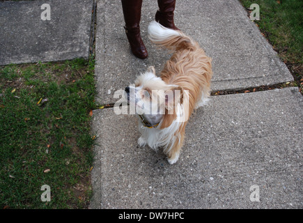 Chinese Crested dog on sidewalk Stock Photo