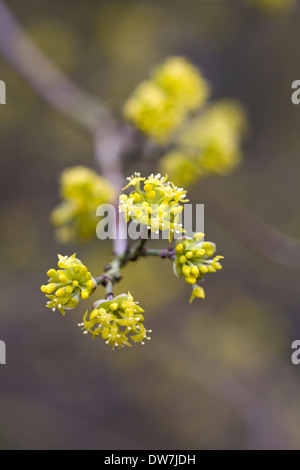 Cornus officinalis blossom. Stock Photo