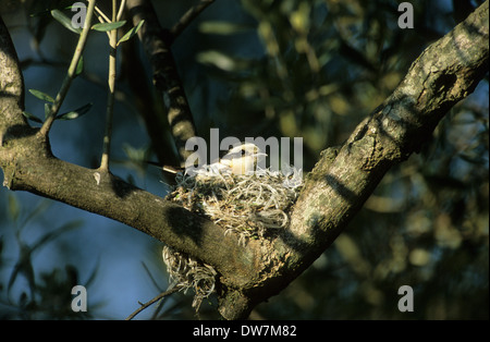 MASKED SHRIKE (Lanius nubicus) adult female sitting on nest in olive tree Lesvos Greece Stock Photo