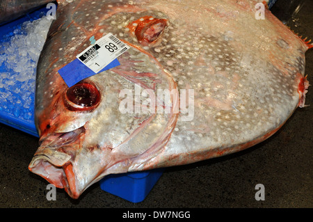 Dead moonfish, sunfish or opah, Lampris regius, wait on ice for auction at the Honolulu fish market, Oahu, Hawaii, USA Stock Photo