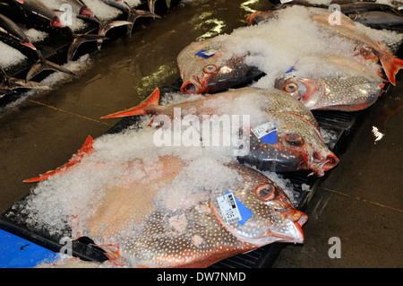 Dead moonfish, sunfish or opah, Lampris regius, wait on ice for auction at the Honolulu fish market, Oahu, Hawaii, USA Stock Photo