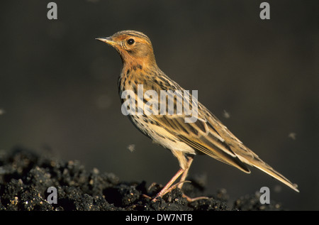 RED-THROATED PIPIT (Anthus cervinus) adult male in breeding plumage Sharm el Sheikh Egypt Africa Stock Photo
