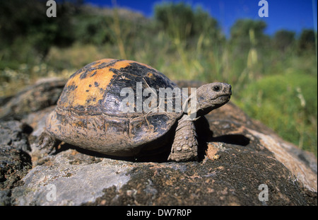 Mediterranean Spur-Thighed Tortoise (Testudo graeca) Lesvos Greece Stock Photo