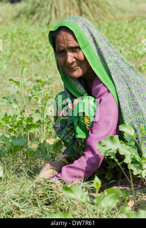 1 Indian woman working in farm Stock Photo