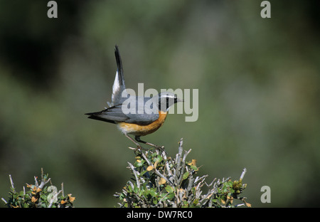 White-throated Robin (Irania gutturalis) adult male on breeding territory in threat display Korkutelli Anatolia Turkey Stock Photo