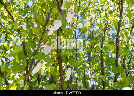 Davidia involucrata, dove tree or handkerchief tree blooming in spring Stock Photo