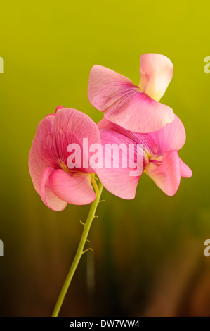 Perennial peavine, Lathyrus latifolius, vertical portrait of pink flowers with nice outfocus background. Stock Photo