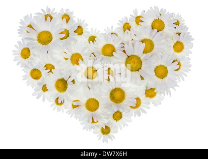 Heart made from real wild daisies flower isolated on white with patch Stock Photo