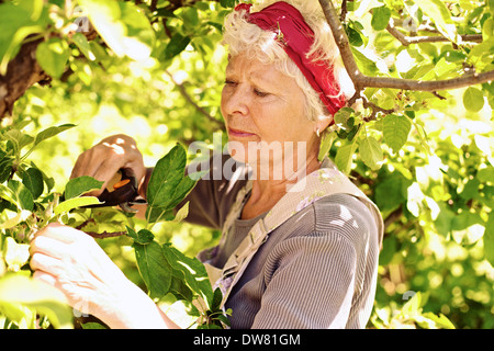 Old woman pruning tree in yard - Senior woman gardening in backyard Stock Photo