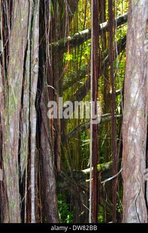 Trunk detail of a banyan tree, Ficus benghalensis, in the Akaka Falls State Park, Big Island, Hawaii, USA Stock Photo