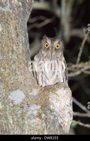 Madagascar or Malagasy Scops Owl (Otus Rutilus) Stock Photo