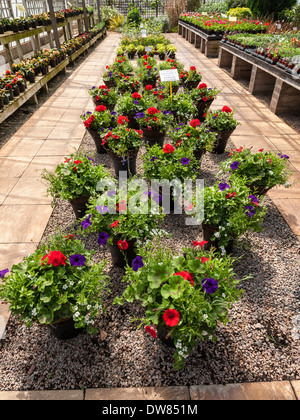 DISPLAY OF POTTED PLANTS FOR SALE IN GARDEN CENTER/CENTRE UK Stock Photo