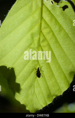 Common beech (Fagus sylvatica) leaves, Dunsford Wood, Devon, UK. Stock Photo