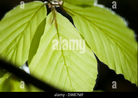 Common beech (Fagus sylvatica) leaves, Dunsford Wood, Devon, UK. Stock Photo