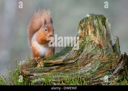 red squirrel sitting on a old tree stump looking forward Stock Photo